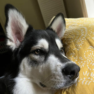 Meet your Posher, Benjamin